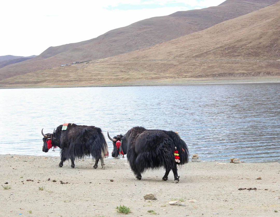 雪域西藏，此生必駕—— 自由炮護航！